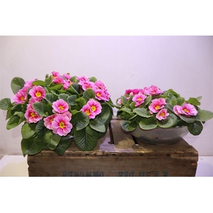 Prim Ac Bonneli In Zinken Schaal