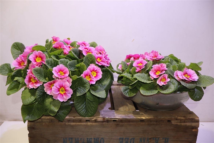 <h4>arr8 Prim Ac Bonneli In Zinken Schaal</h4>