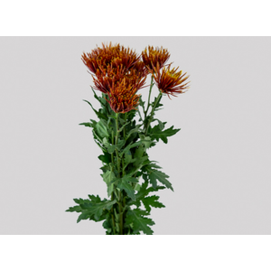 ANASTASIA CHISPA 080 CM BICOLOR