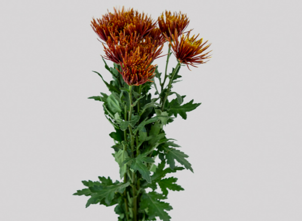 <h4>ANASTASIA CHISPA 070 CM BICOLOR</h4>