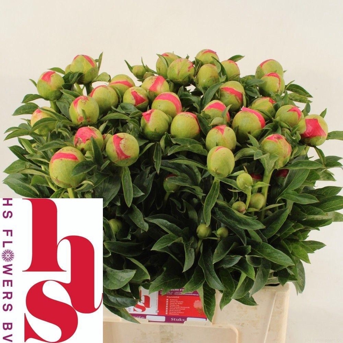 <h4>PAEO CORAL SUNSET</h4>