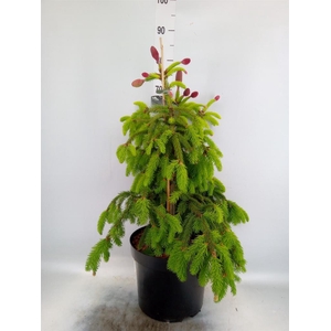 Picea abies