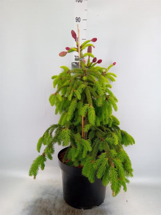 <h4>Picea abies</h4>