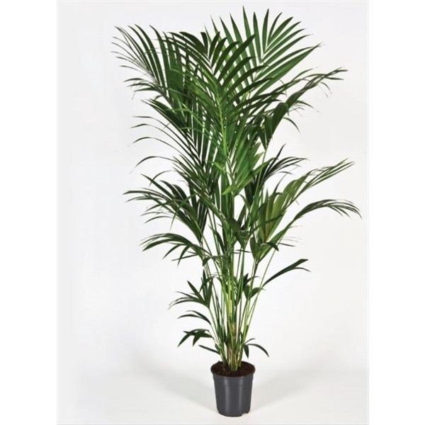 <h4>Howea forsteriana 220cm (Kentia)</h4>