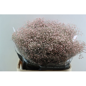 Gyps Grof Soft Pink (dip)