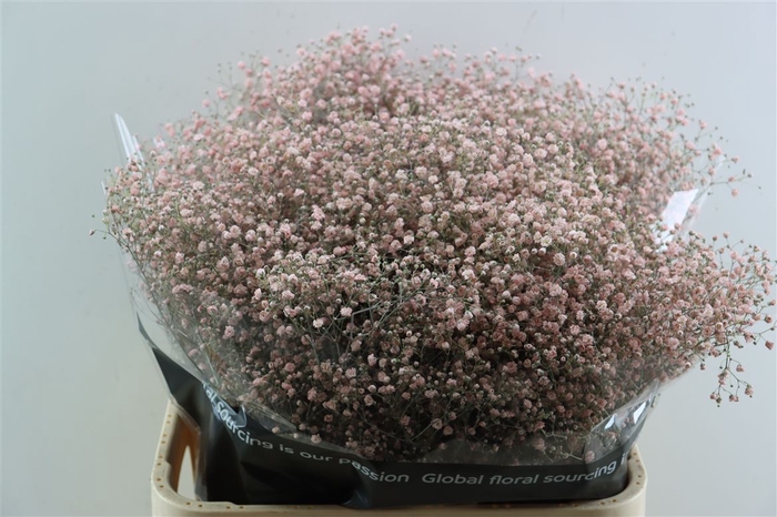 <h4>Gyps Grof Soft Pink (dip)</h4>