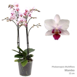 Phal. Multiflora 