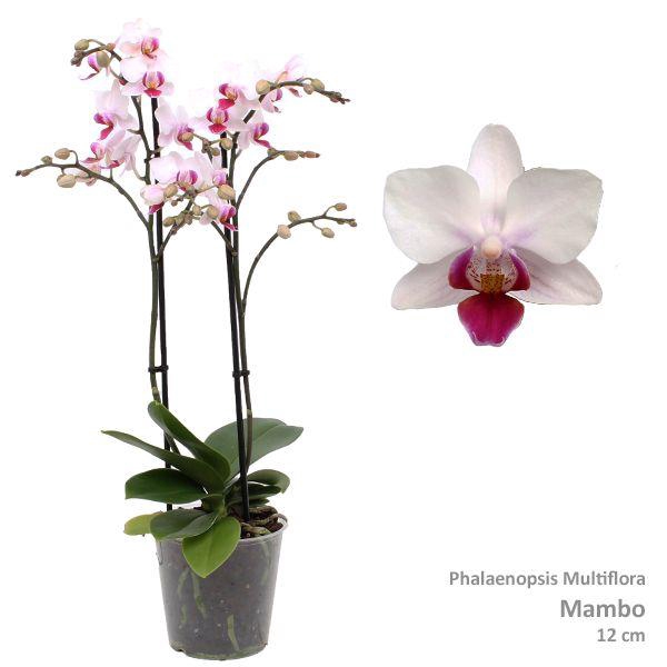 <h4>Phal. Multiflora "Mambo" 2-tak</h4>