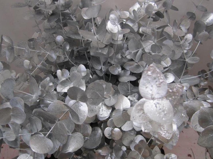 Euc Cinerea Zilver