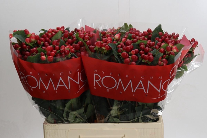 <h4>HYP TRUE ROMANCE</h4>