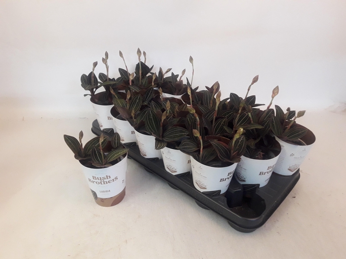 <h4>LUD DISCOLOR</h4>