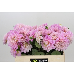 Dahlia Sweet Nathalie