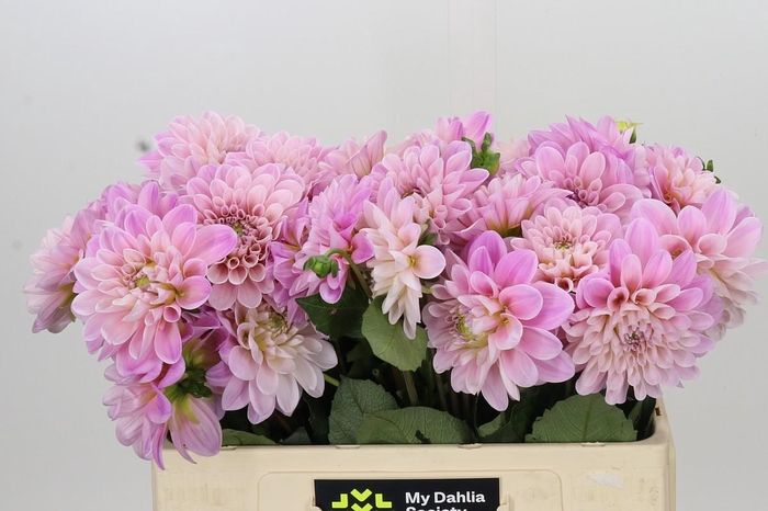 <h4>Dahlia Sweet Nathalie</h4>