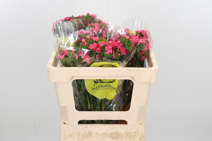 <h4>Di Barb Roze</h4>