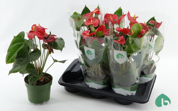 <h4>ANTHU AN AREBO</h4>