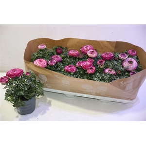 arr8 Ranun Sprink Vio Bic