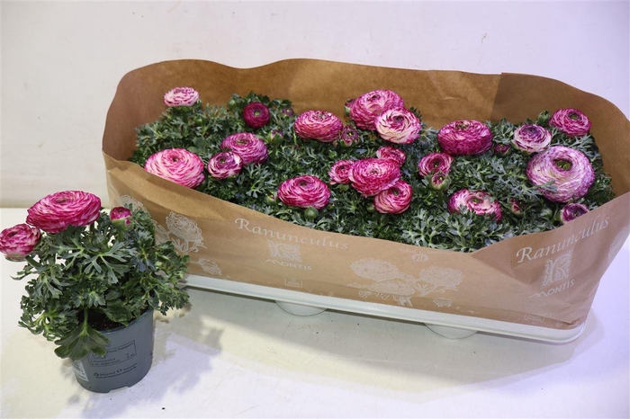 <h4>arr8 Ranun Sprink Vio Bic</h4>