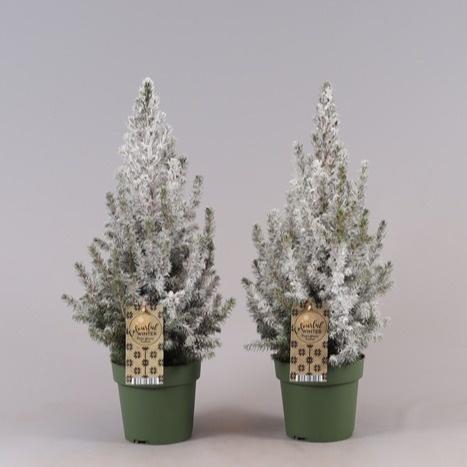 <h4>Picea Gl Conica Sneeuw</h4>