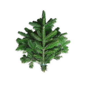 ABIES NORDMAN BUND
