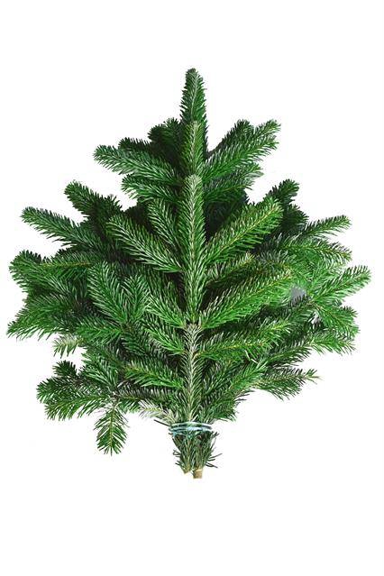 <h4>ABIES NORDMAN BUND</h4>