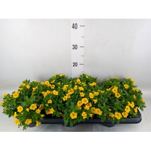 Calibrachoa  'Minifam Yellow'