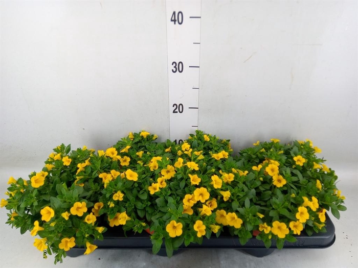 <h4>Calibrachoa  'Minifam Yellow'</h4>