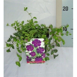 Vinca minor 'Atropurpurea'