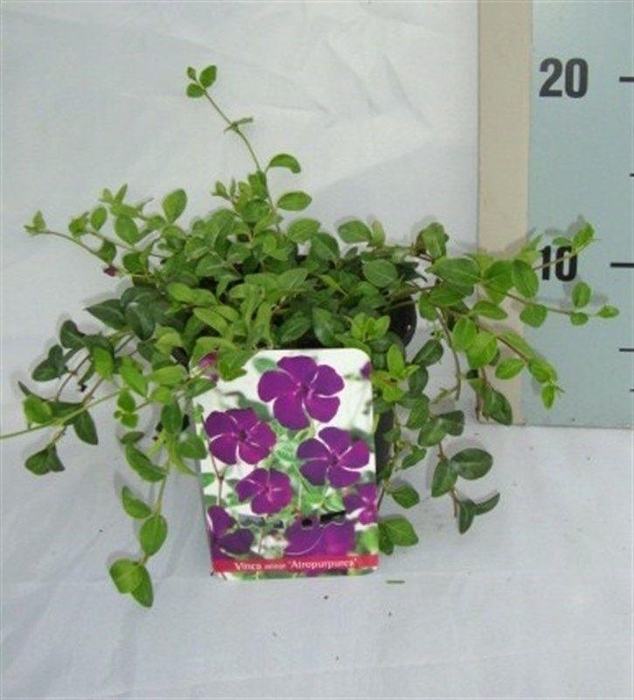 <h4>Vinca minor 'Atropurpurea'</h4>
