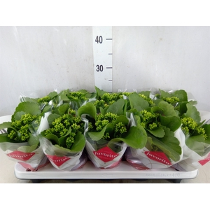 Kalanchoe blos. 'Asteria'