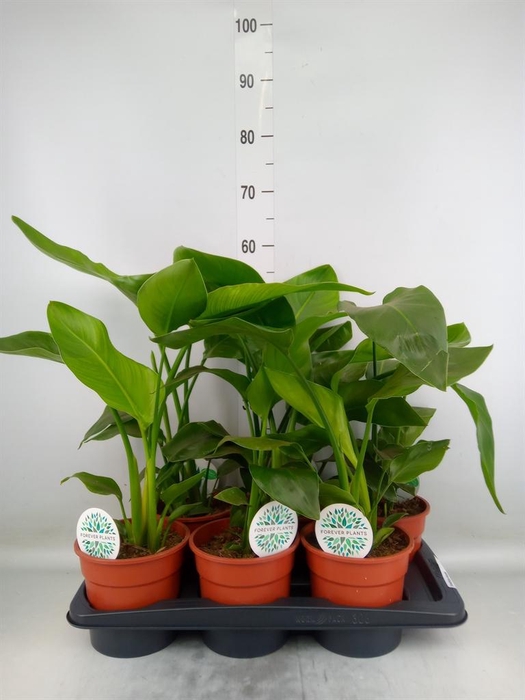 <h4>Strelitzia nicolai</h4>