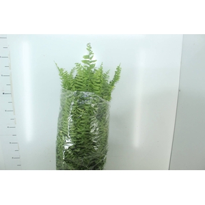 SAMAMBAIA AMERICANA C25