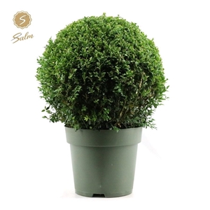 Buxus semp. Ball Ø40cm P27