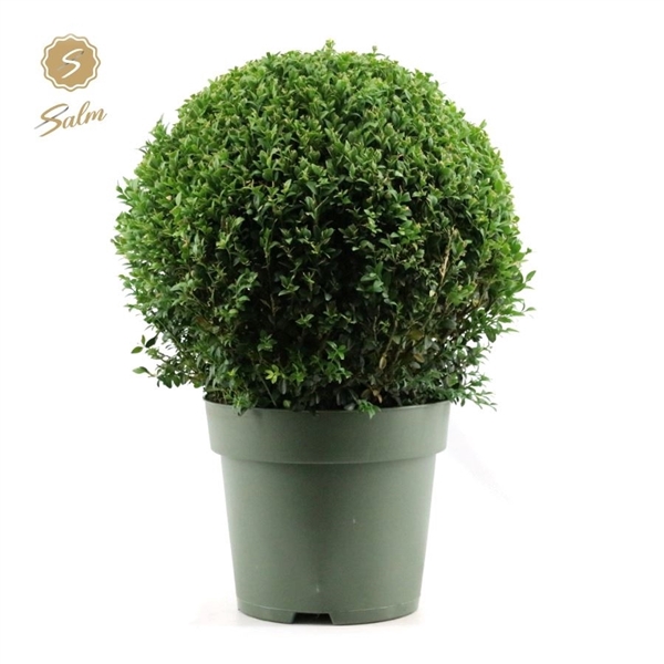 <h4>Buxus semp. Ball Ø40cm P27</h4>