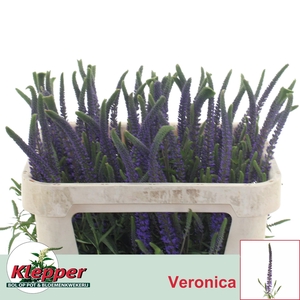 VERON L PACIF OCEAN