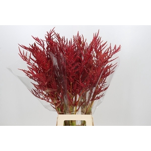 Bromelia Red Paloma