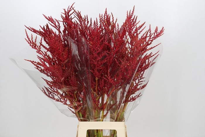 <h4>Bromelia Red Paloma</h4>
