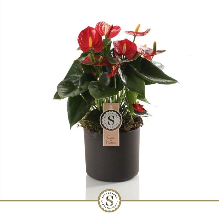 <h4>Bari Keramiek Grey - Red Champion 12cm</h4>