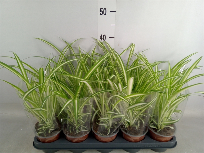 <h4>Chlorophytum com. 'Variegatum'</h4>