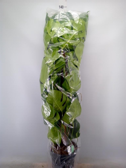 <h4>Monstera pertusum</h4>