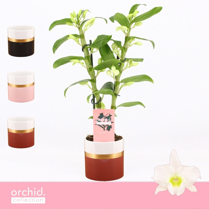 <h4>Dendrobium Nobilé, Apollon 2-spike Compact in Dolomite Horizon 'Orchid Collection'</h4>