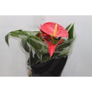 ANTHURIUM MICHIGAN P17 PREMIUM