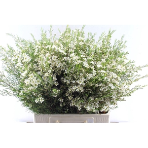 Chamelaucium Ofir White