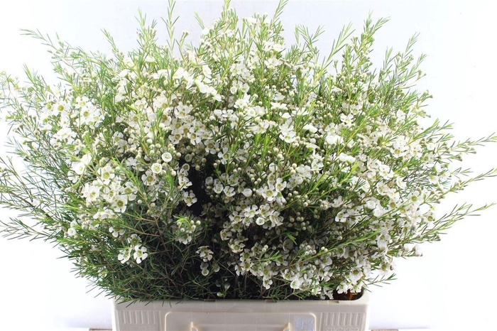 <h4>Chamelaucium Ofir White</h4>