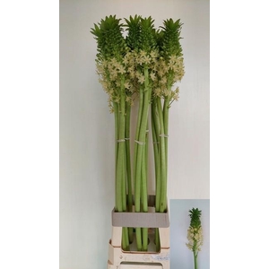 EUCOMIS P-E GOLIATH