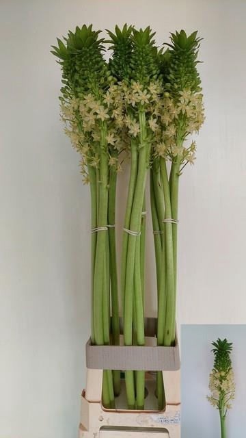 <h4>EUCOMIS P-E GOLIATH</h4>