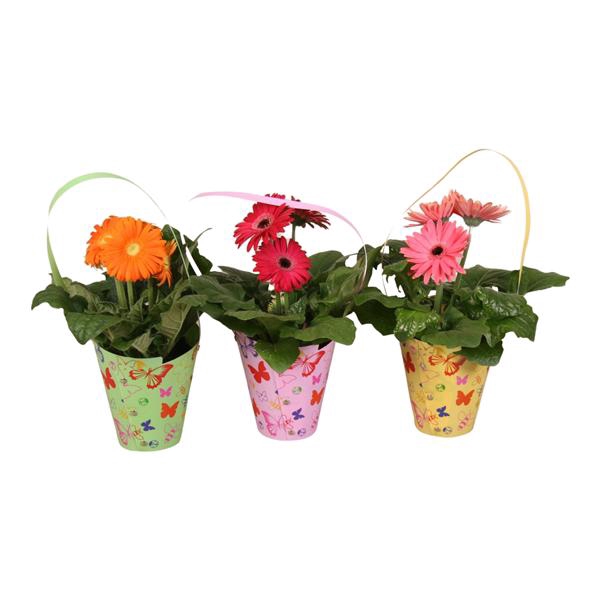 <h4>Gerbera 2+ bl 12cm in draagtas vlinder</h4>