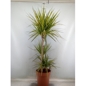 Dracaena marg. 'Sunray'