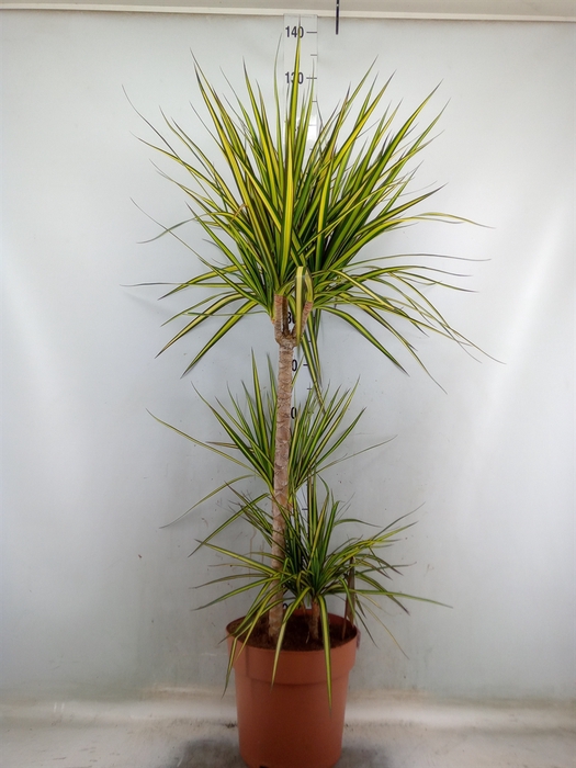 <h4>Dracaena marg. 'Sunray'</h4>