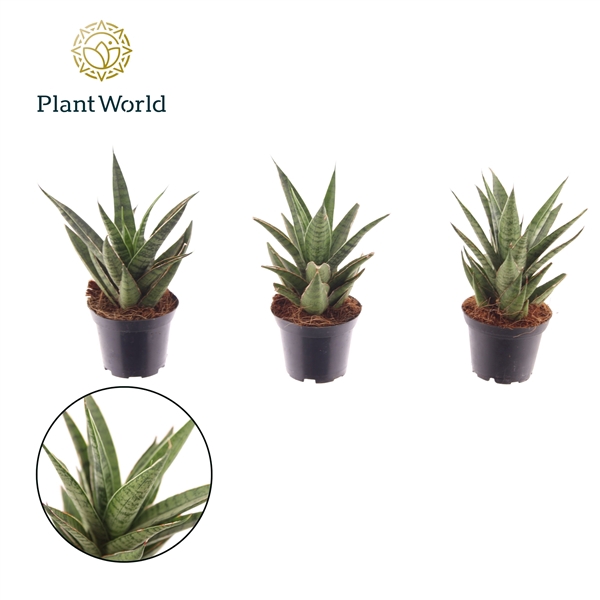 <h4>Sansevieria Sem 7 cm</h4>