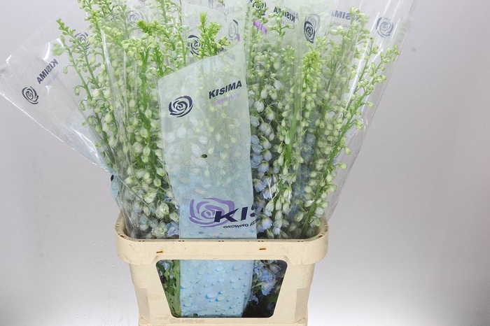 <h4>Delph El Fountain Sky Blue</h4>